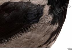  Carrion crow  (Corvus corone)